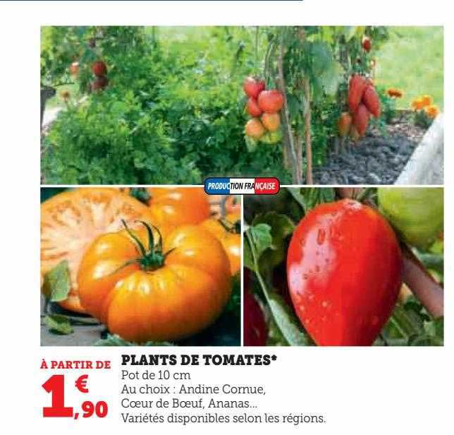 plants de tomates