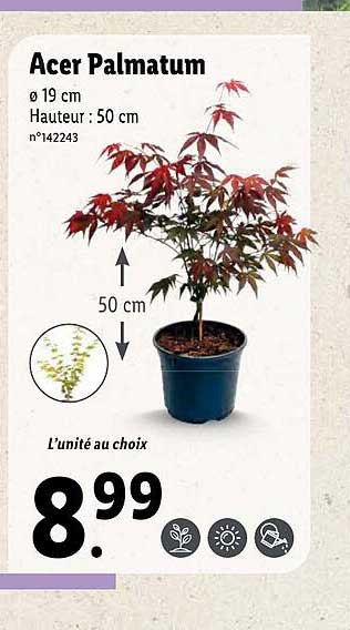 Acer Palmatum