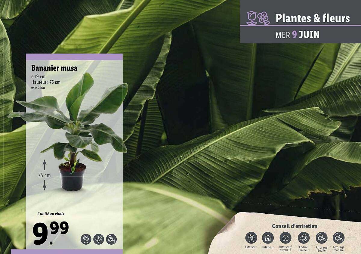 bananier musa