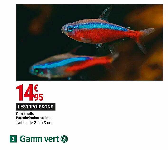 cardinalis paracheirodon axelrodi