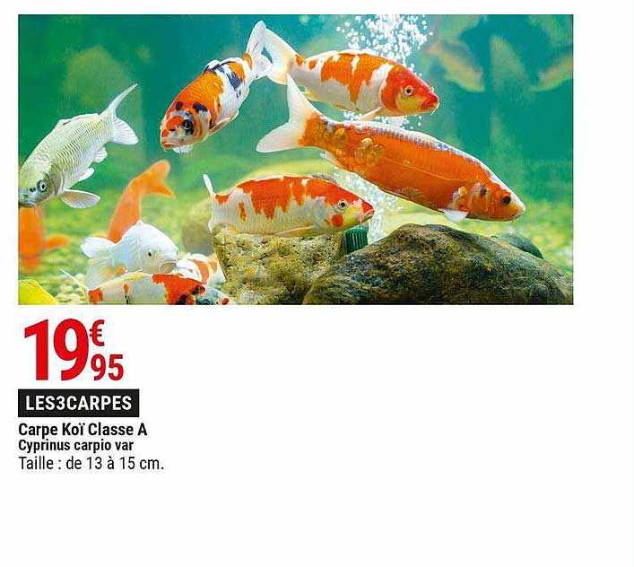 carpe koï class a cyprinus carpio var