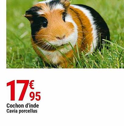 cochon d'inde cavia porcellus