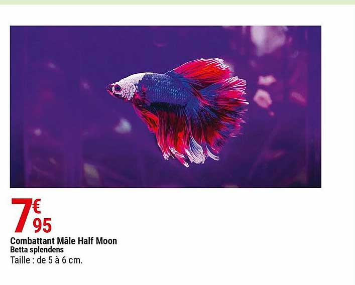 combattant mâle half moon betta splendens