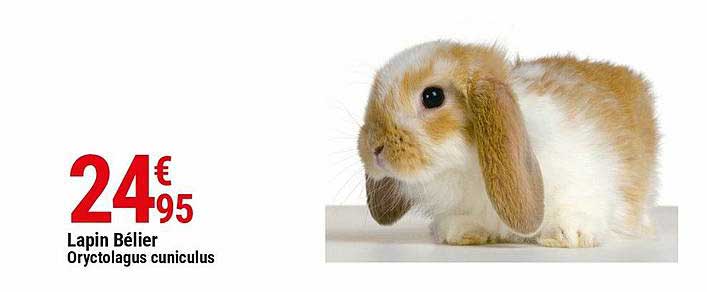 lapin bélier oryctolagus cuniculus