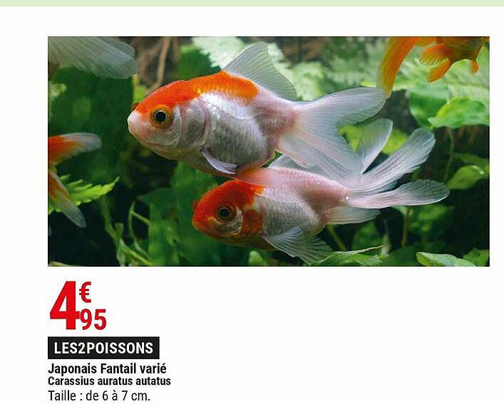 les 2 poissons japonais fantail varié carasius aratus autatus