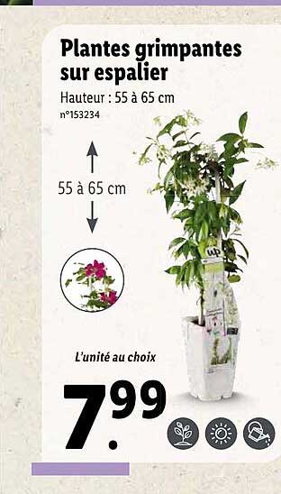 plantes grimpantes sur espalier