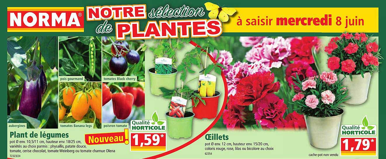 plant de légumes, oeillets