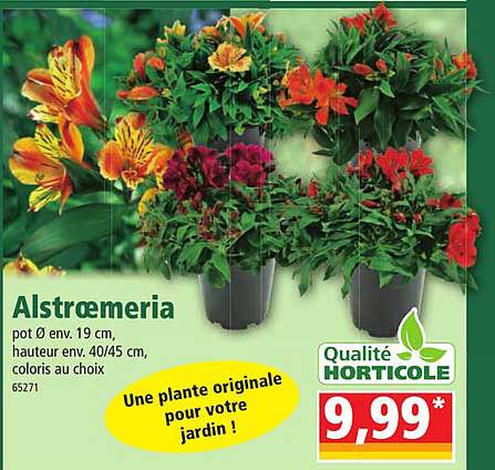 alstroemeria