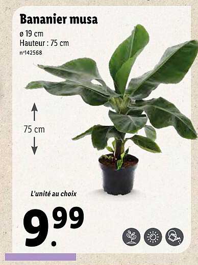 Bananier Musa