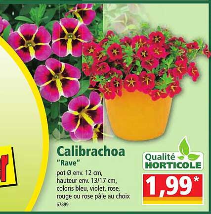 calibrachoa "rave"
