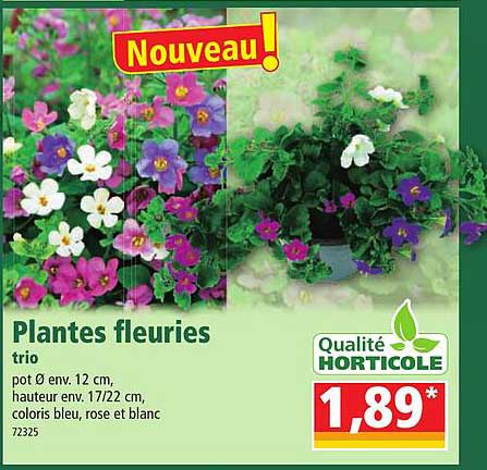 plantes fleuries trio
