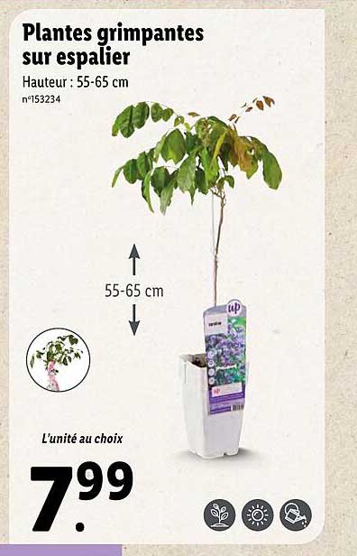 plantes grimpantes sur espalier