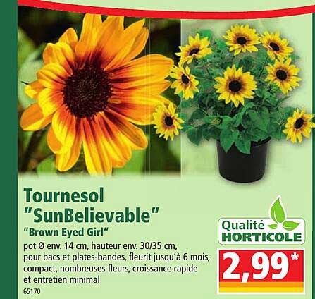 tournesol "sunbelievable" "brown eyed girl"