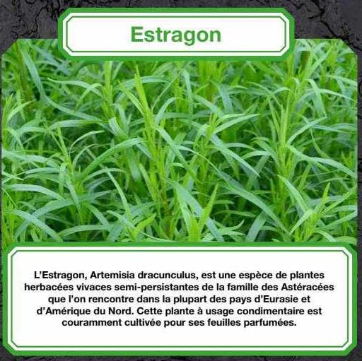 estragon
