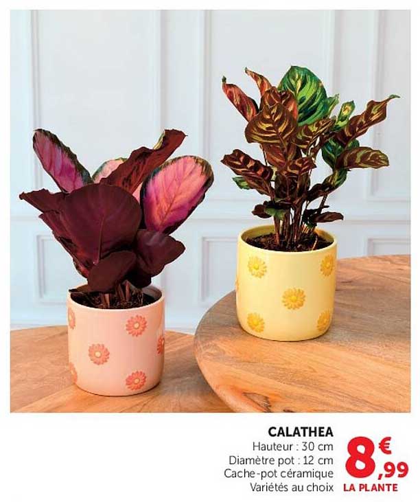 CALATHEA