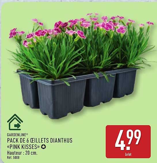 GARDENLINE PACK DE 6 ŒILLETS DIANTHUS «PINK KISSES»