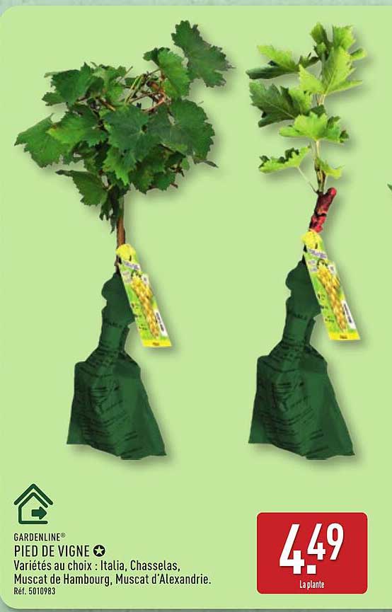 GARDENLINE PIED DE VIGNE