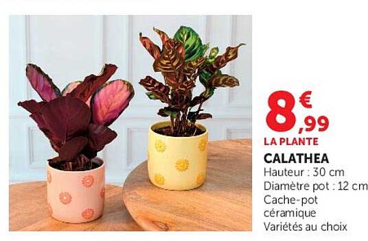LA PLANTE CALATHEA