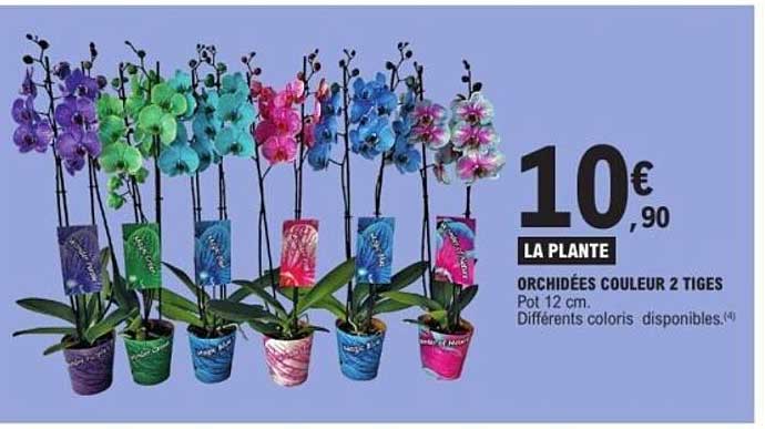LA PLANTE