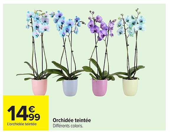 Orchidée teintée