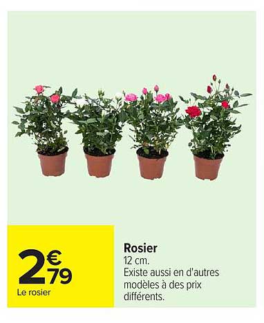 Rosier
