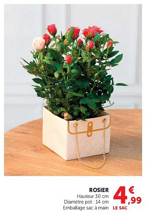ROSIER