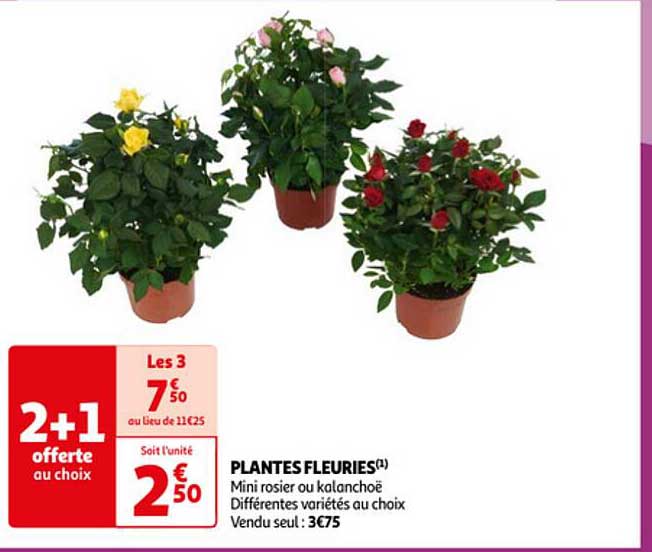 plantes fleuries