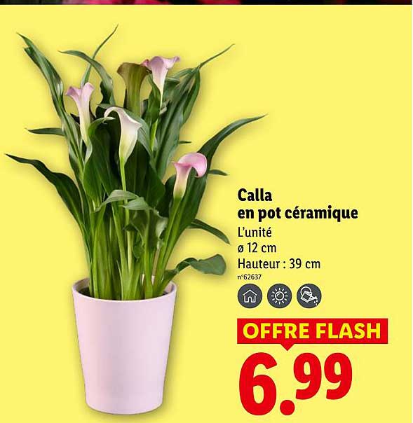 Calla en pot céramique