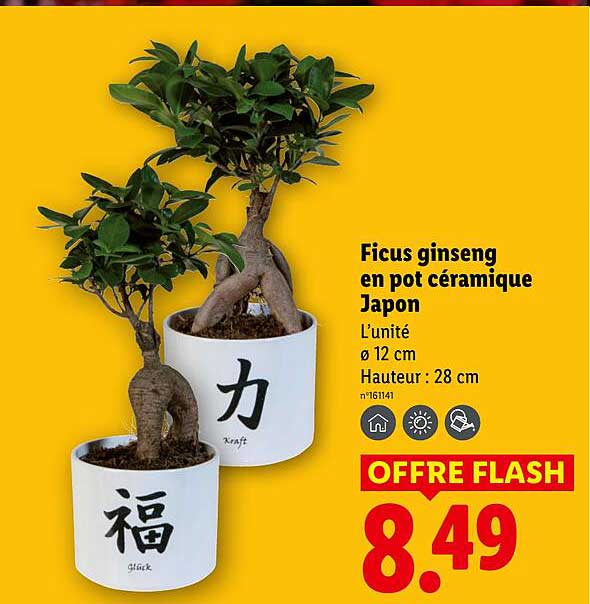 Ficus ginseng en pot céramique Japon