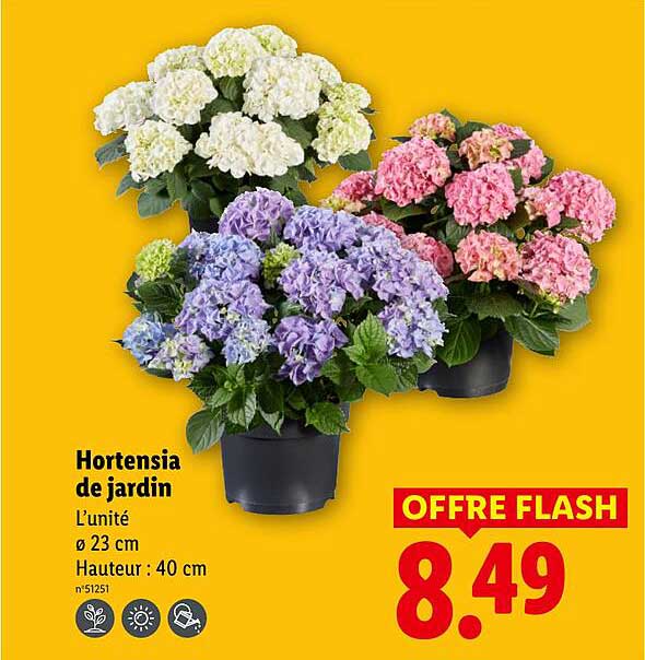 Hortensia de jardin