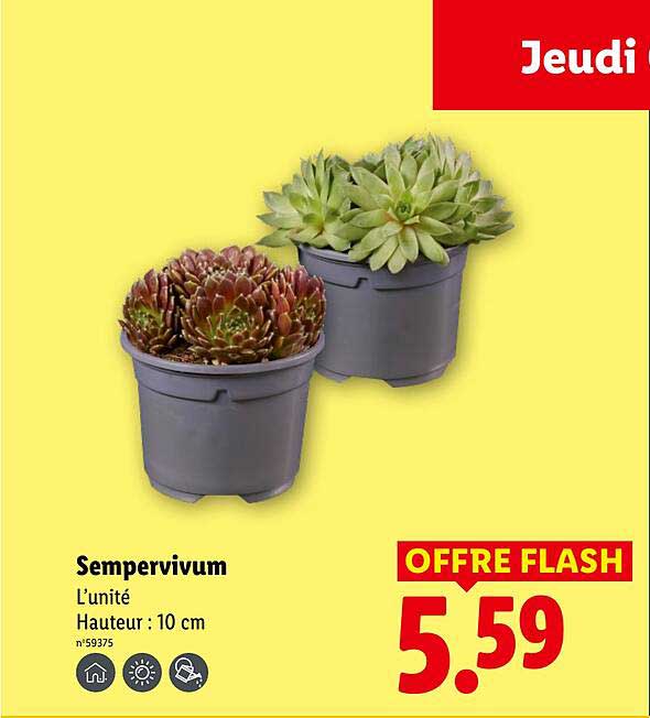 Sempervivum