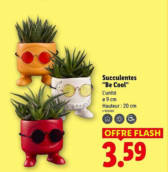 Succulentes "Be Cool