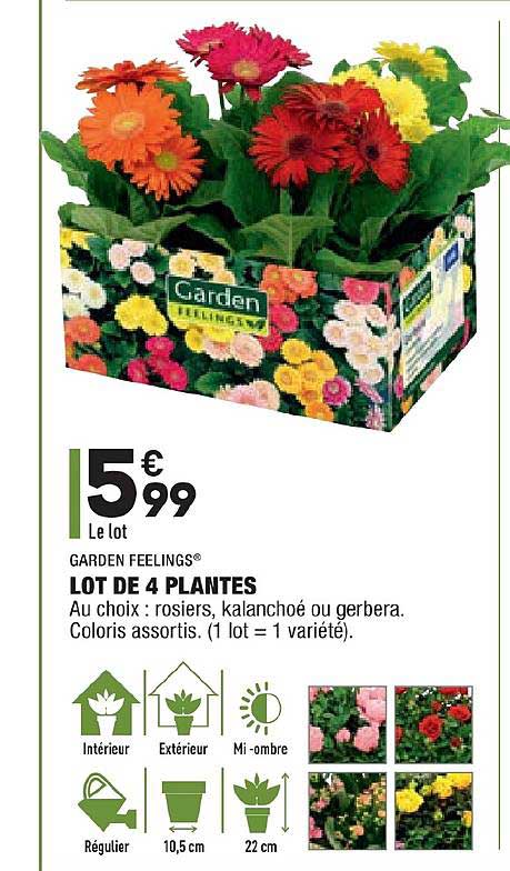 lot de 4 plantes garden feelings