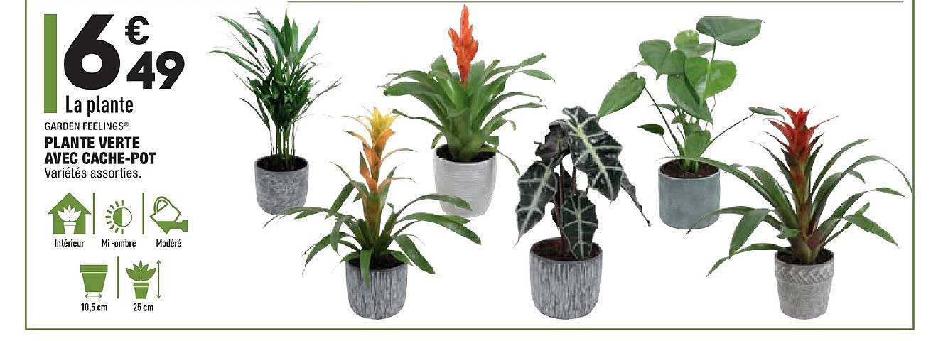 plante verte avec cache pot garden feelings