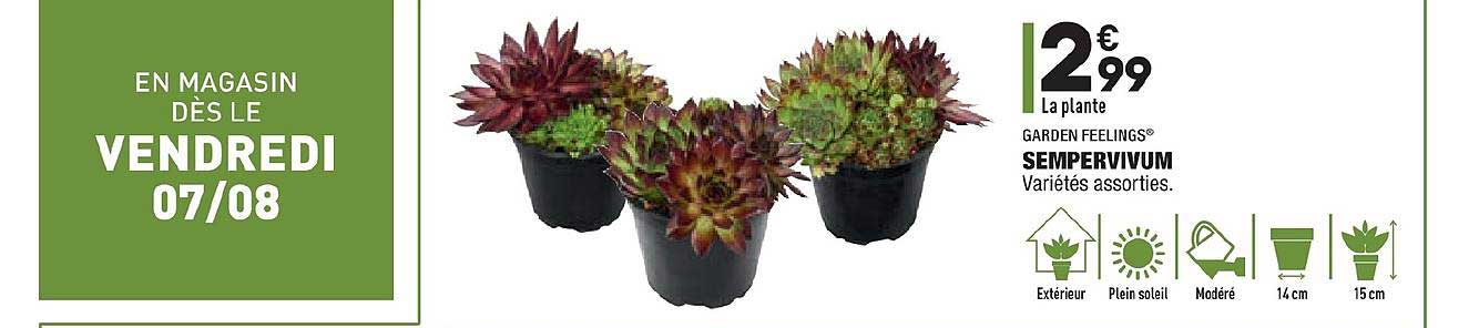 sempervivum garden feelings