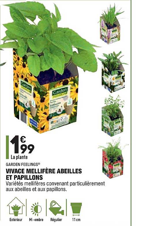 vivace mellifère abeilles et papillons garden feelings