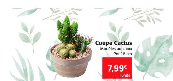 Coupe Cactus