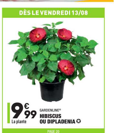 Hibiscus Ou Dipladenia Gardenline