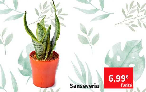 sanseveria