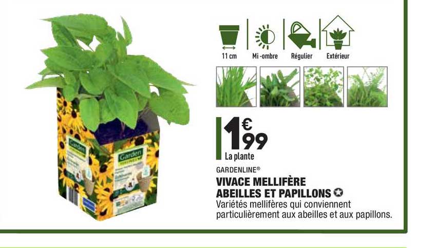 Vivace Mellifère Abeilles Et Papillons Gardenline