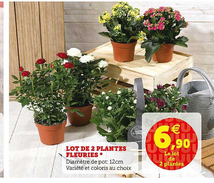 lot de 2 plantes fleuries