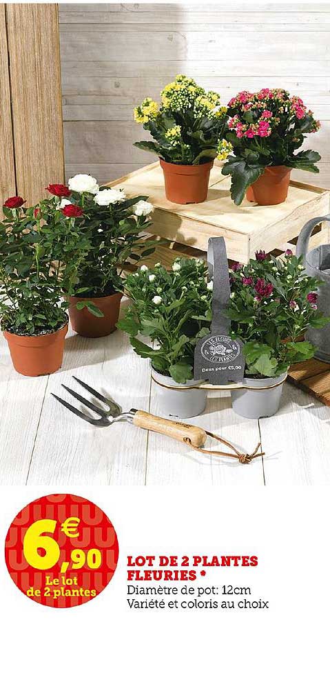 lot de 2 plantes fleuries