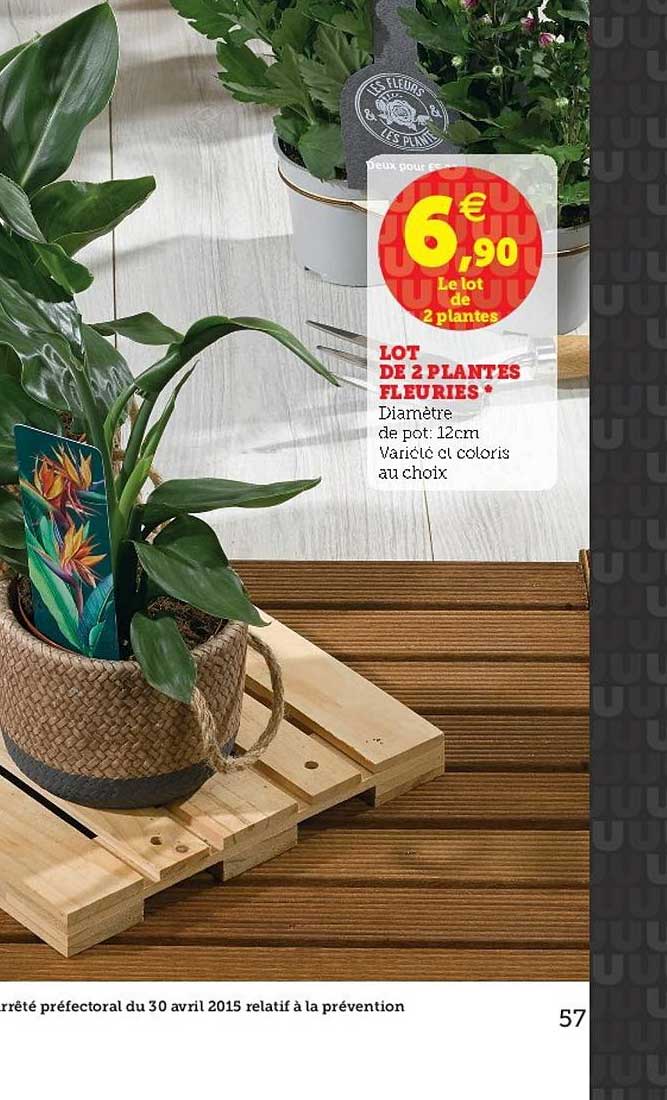 lot de 2 plantes fleuries