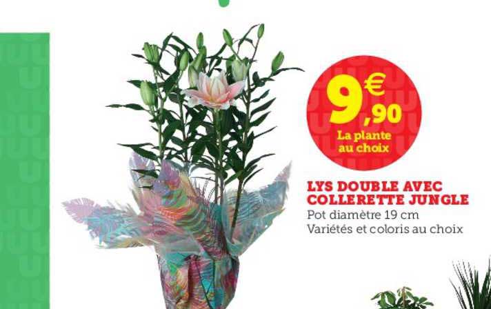 lys double avec collerette jungle