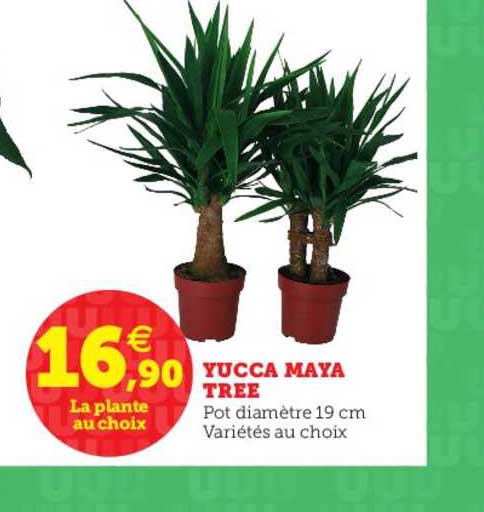 yucca maya tree