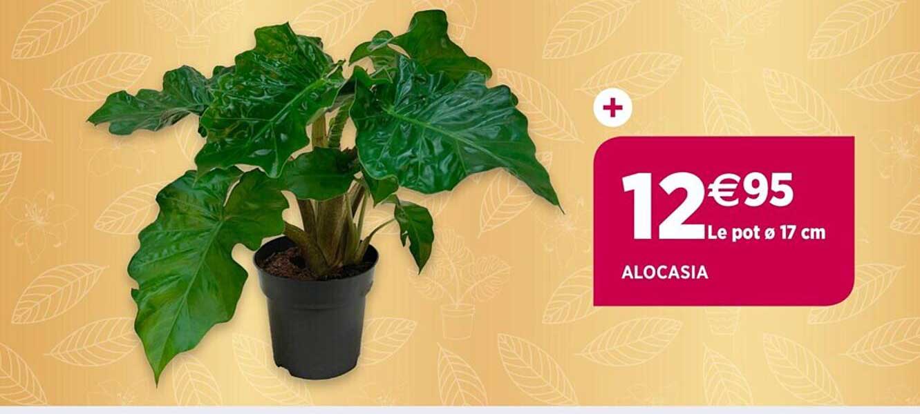 Alocasia