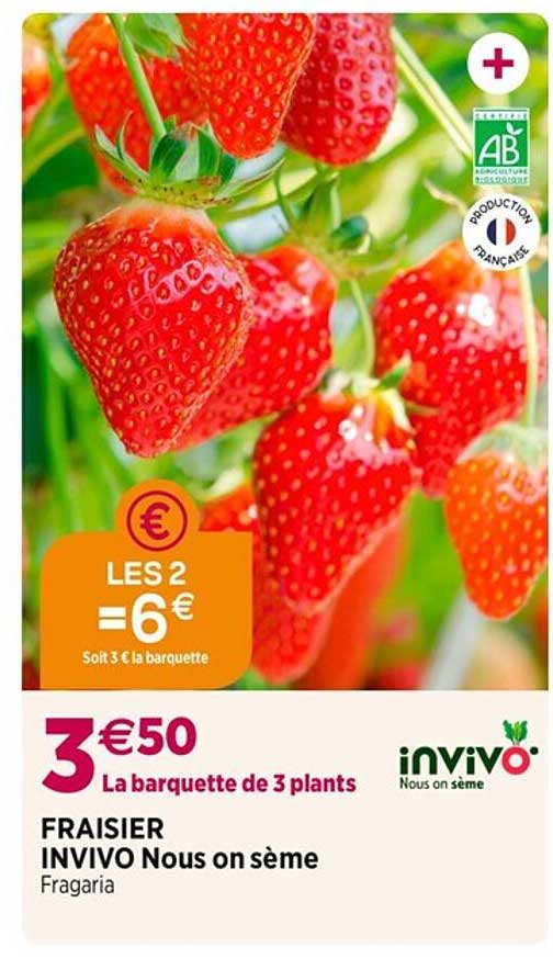 fraisier invivo nous on sème