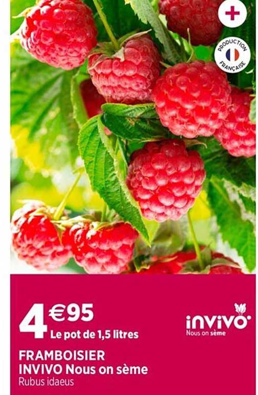 Framboisier Invivo Nous On Sème