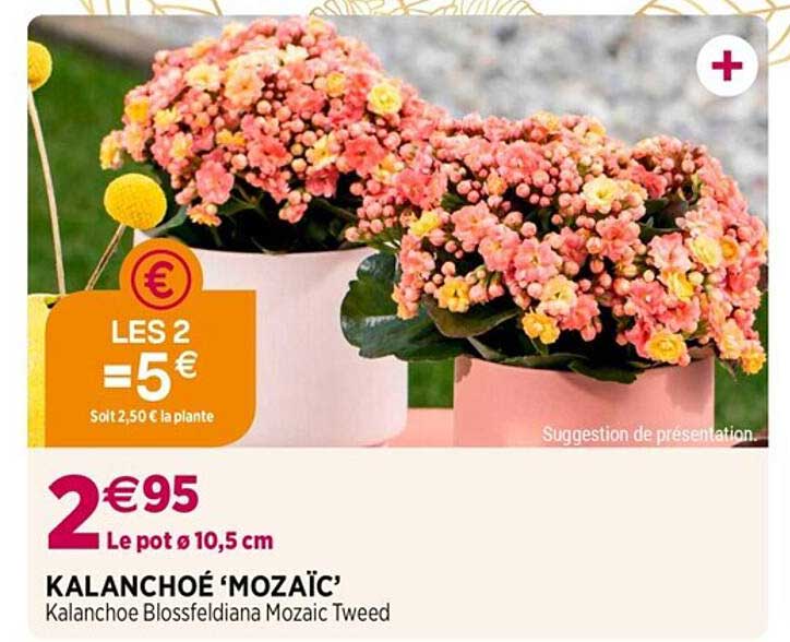 Kalanchoé 'mozaïc'