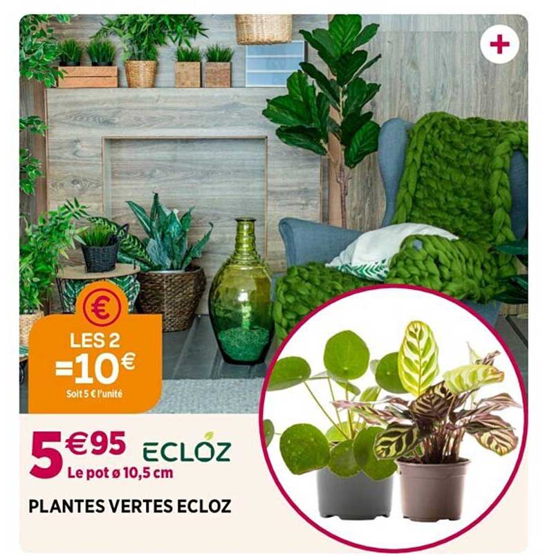 Plantes Vertes Ecloz